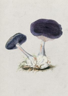 Violet Webcap Mushroom 1