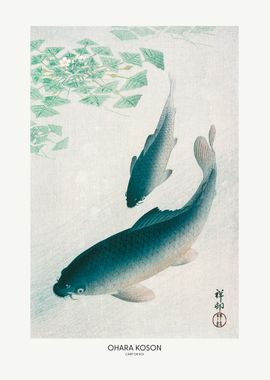 Carp Or Koi