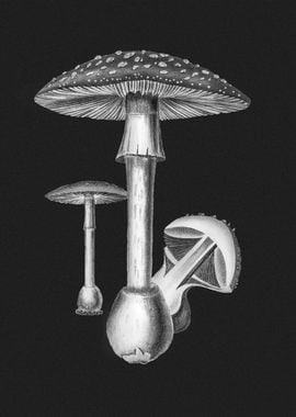 Amanita Muscaria 5