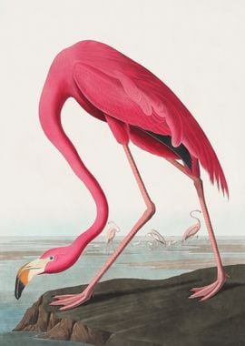 Pink Flamingo