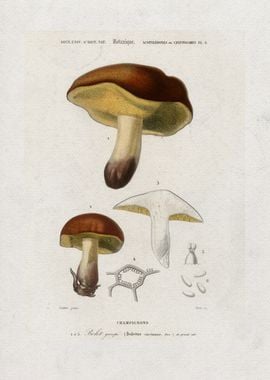 Boletus Circinans