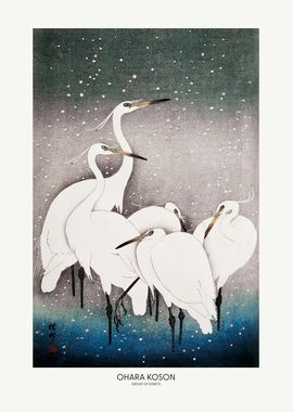 Group Of Egrets