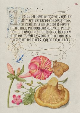 Mira Calligraphiae