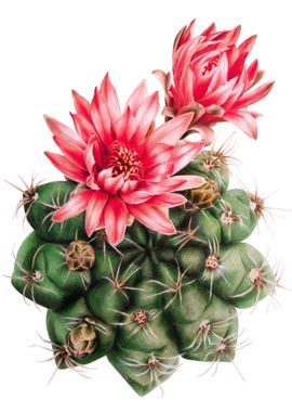 Blooming cactus