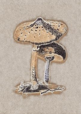 Parasol Mushroom Brown