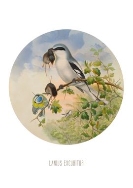 Great grey shrike Print