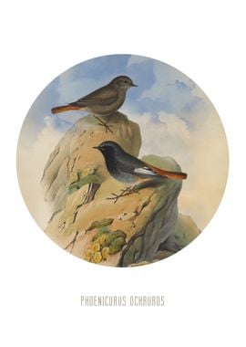 Black redstart Bird Print