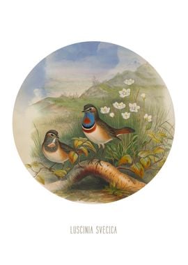 Bluethroat Bird Print