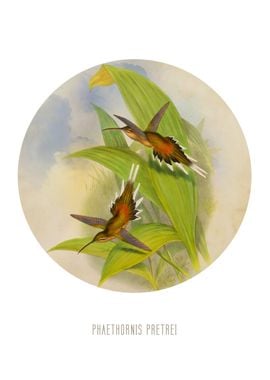 Planalto hermit Print