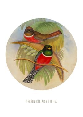 Collared trogon print