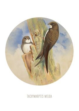 Alpine swift Print