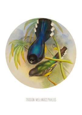 Blackheaded trogon Print