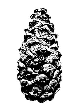 Spruce cone