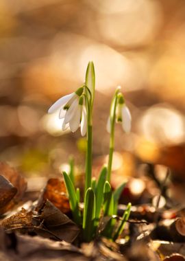 Spring flowers