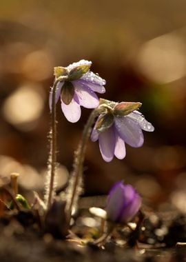 Spring flowers