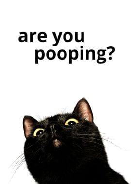 black cat are you pooping