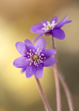 Spring purple flowers