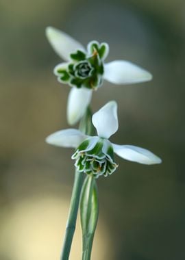 Spring flowers