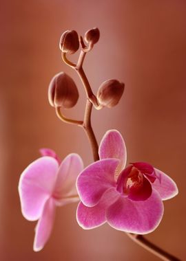 Orchidea flowers