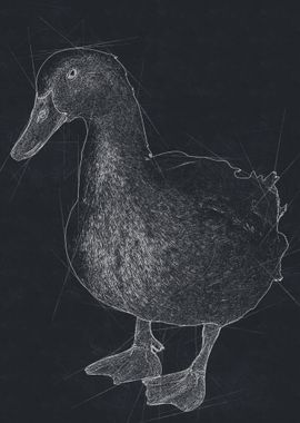 Duck Art Drawing