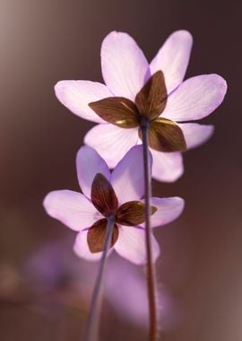 Spring purple flowers