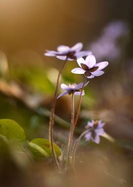 Spring flowers