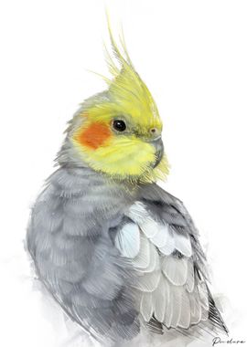 Cockatiel Portrait 013