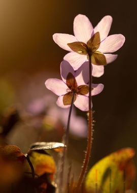 Spring purple flowers