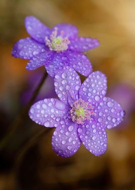 Spring flowers