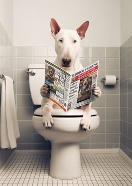 Bull Terrier on the Toilet