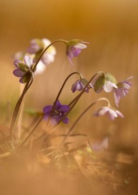 Spring flowers