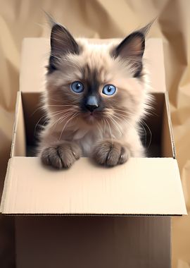 Ragdoll Cat in Carton Box