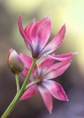 Botanical Tulips