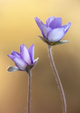 Spring flowers