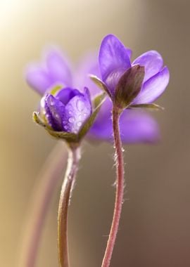 Spring flowers