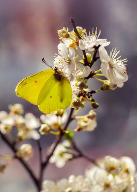 Yellow Butterfly