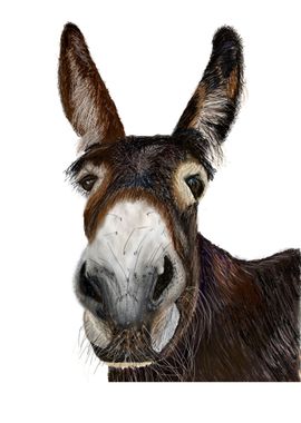 Proud Donkey