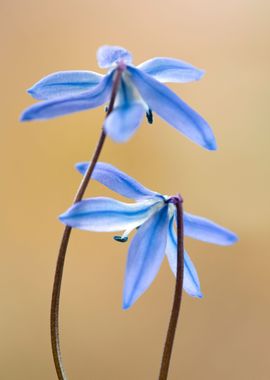 Blue flowers