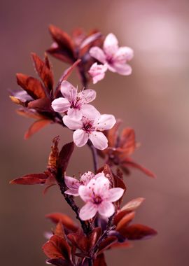 Spring flowers