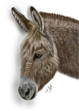 Realistic Donkey Painting