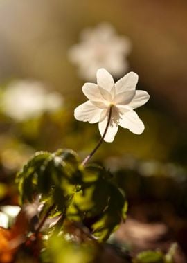 Spring flower