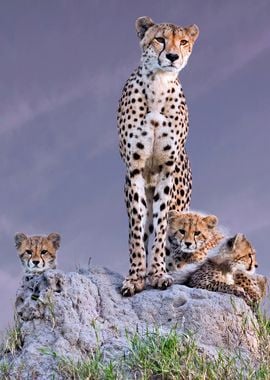 Cheetah with cubs at dawn