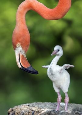 Flamingo with chick