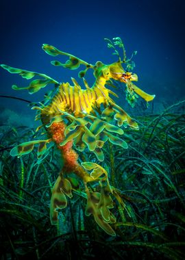 Leafy Sea Dragon