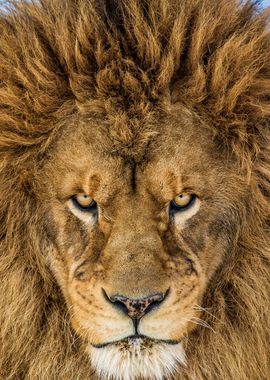 Serious Lion