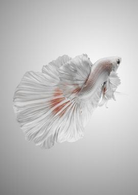 White Betta