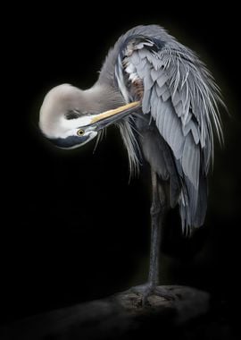 The Great Blue Heron