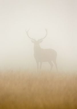 Ghost Stag