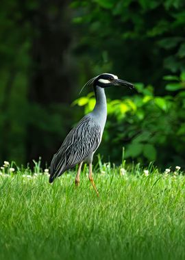 Yellow crowned Night Heron