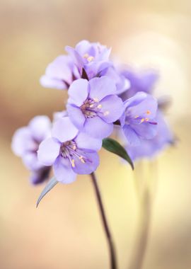 Spring flowers